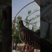 Модкабки Шикори