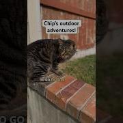 Chipthemanx Usher Cat Version