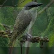 Mp3Burung Jinjing Petulak