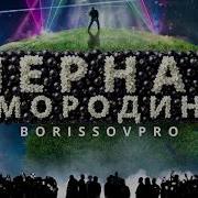 Черная Смородина Пусть Распускаются Цветы Версия 2026 Borissovpro