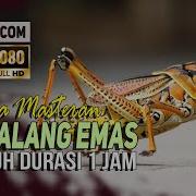 Masteran Belalang Emas