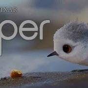 Piper