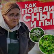 Сорники