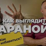 Панароя
