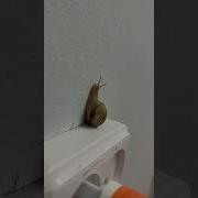 Ұлу