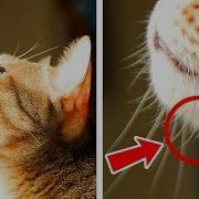 Про Котов