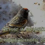 Пение Вьюрка