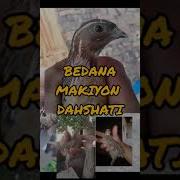 Makiyon Bedana Sayrashi Mp3 Skachat