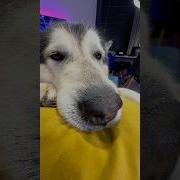 Собачка Моя