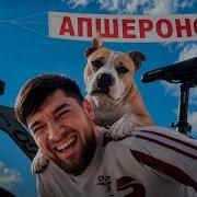 Стая Я