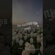 Dardi Muslim