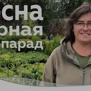 Сосна