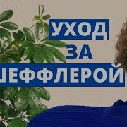 Шефлер