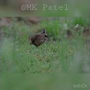 Femaie Quail2022