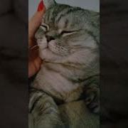 Rsshlkmyuyo