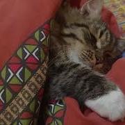Приколы Кот Спит