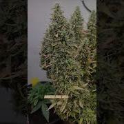 Deep Magic Amnesia Haze
