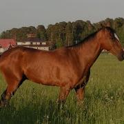 Клокова Мой Конь