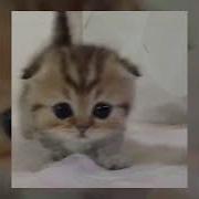 Выстрелы Speed Up