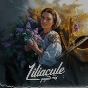 Liliac De Sub Cerdac