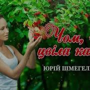 Чом Чом Цвіла Калина