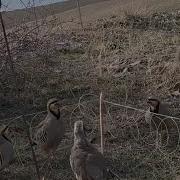 Кабк Шикор