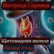 Матрица Гаряева Для Эндокринной Системы