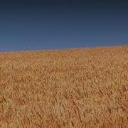 Sky And Wheat