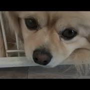 Maria Iris Funny Video