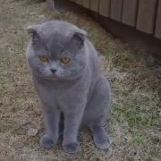 Кот Космос