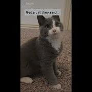 Steveeeb Tiktok