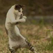 Котагим