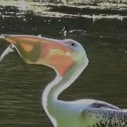 Пеликан