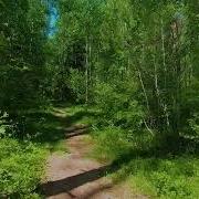 Шум Леса И Птиц Для Сна