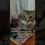 Adifmytamyq